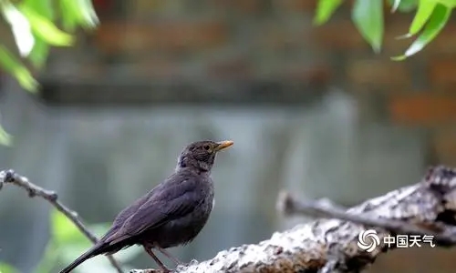 关于鸟的幽默说说文案