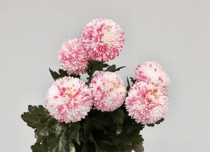 真爱难得的经典句子文案