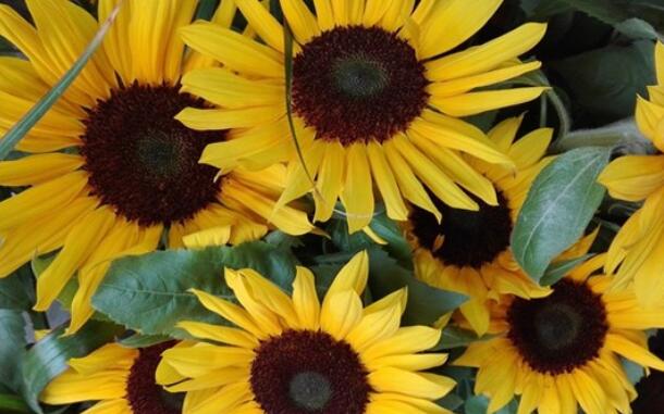 积极努力正能量的句子文案