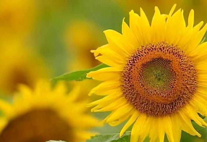 形容六月份的句子文案