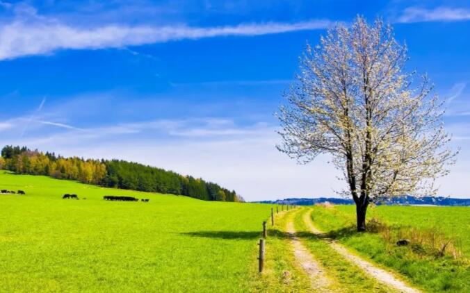 关于春天出游的句子文案有哪些?