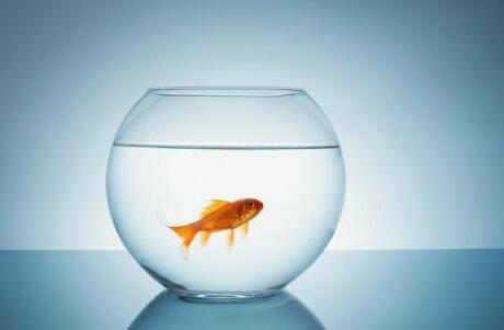 观赏鱼的心情说说文案