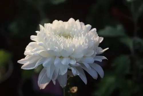 对逝去女儿的思念说说文案