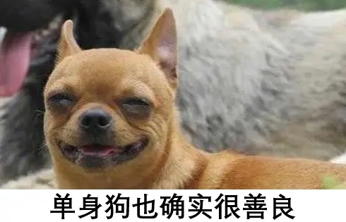 调侃单身狗的幽默句子文案