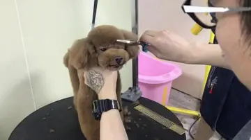 朋友圈晒宠物说说文案