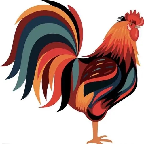 描写公鸡的外貌和特征