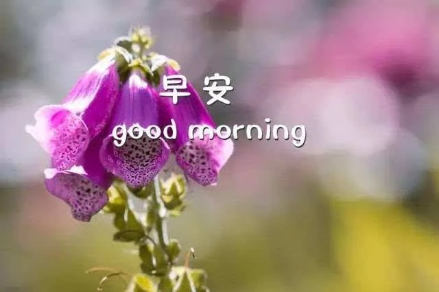 可爱的早安问候语