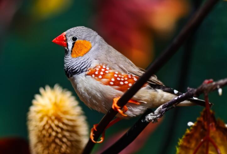 带有动物的诗句文案有哪些