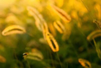 2024年正能量早安心语