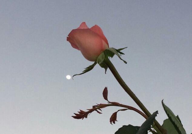 很唯美的古风文案短句