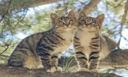 朋友圈找对象文案