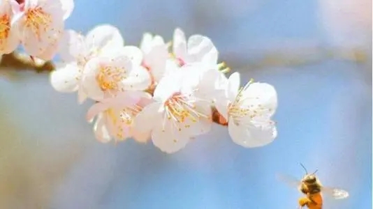 赏花的心情短语幽默