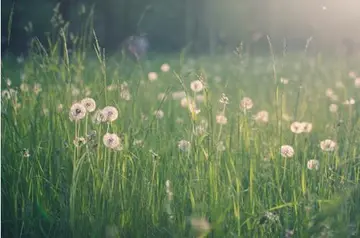 祈求老天下雨的句子文案