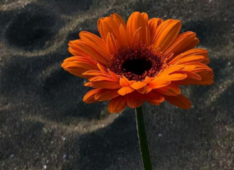 希望平淡的句子文案