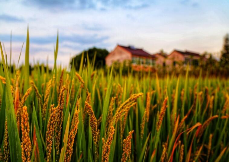 我爱家乡的话简短