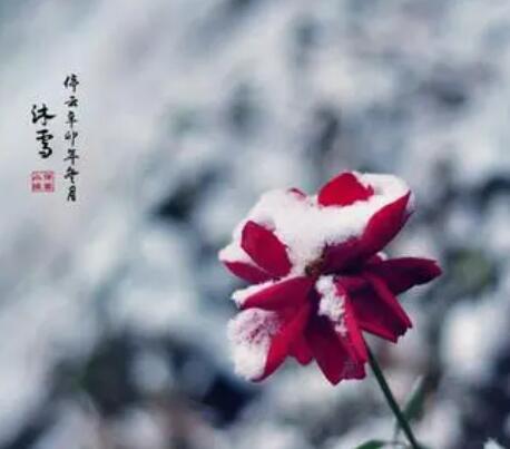 和雪有关的诗句文案