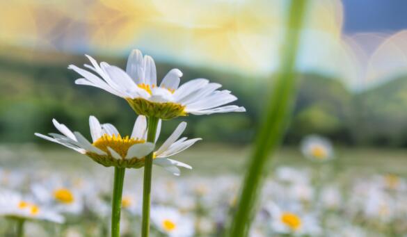 该来的总会来经典语录文案