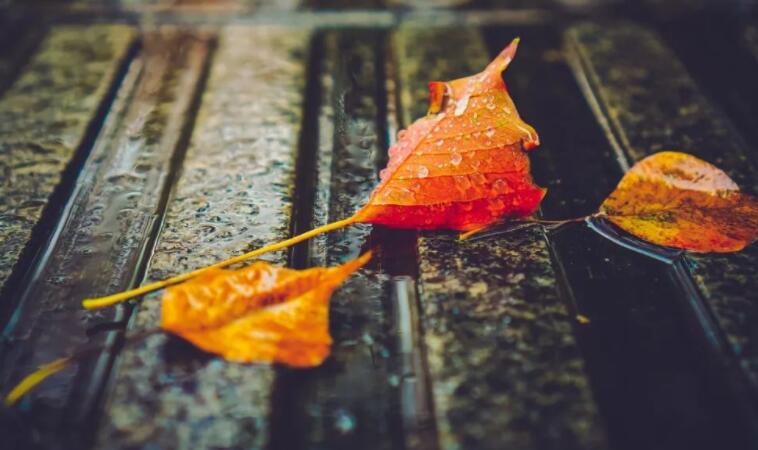 雨后的风景优美句子文案