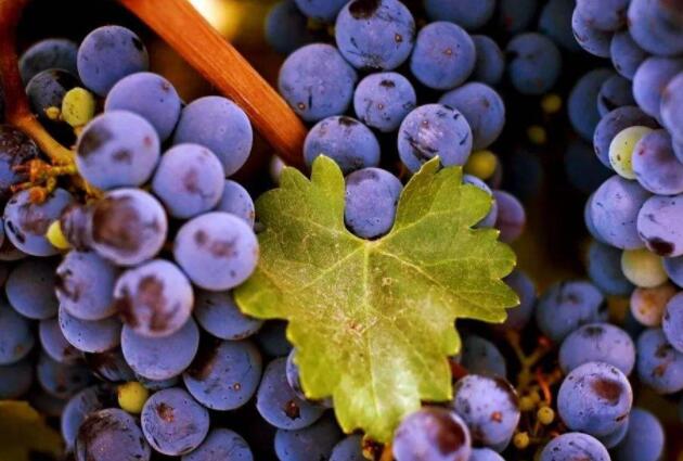 描写葡萄的优美句子文案