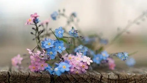 关于花的治愈系句子文案