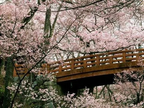 描写樱花盛开的优美句子文案