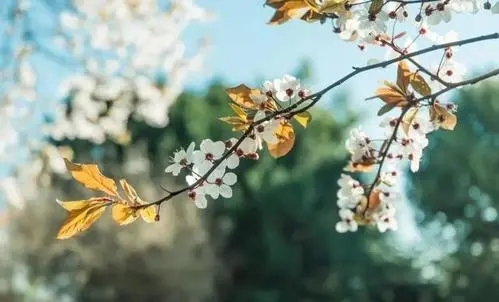 美好诗句文案大全集