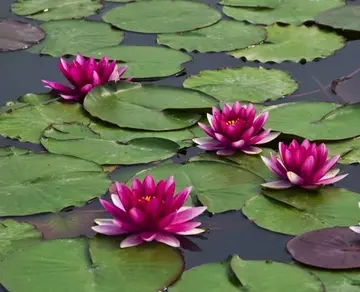 形容花漂亮唯美的诗句文案