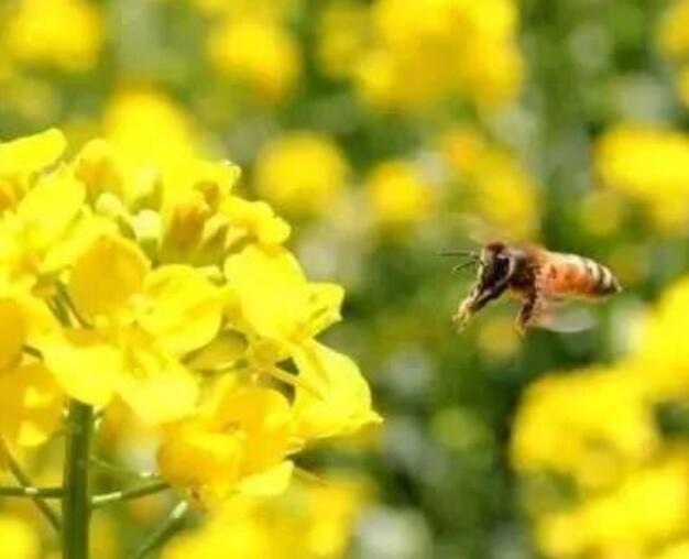 描写油菜花的优美段落