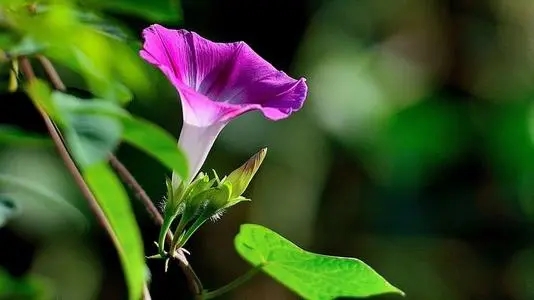 微商晨读正能量短句