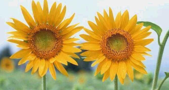 美好寓意的英文文案短句