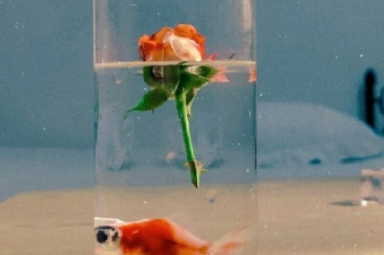 清晨问候短语几个字