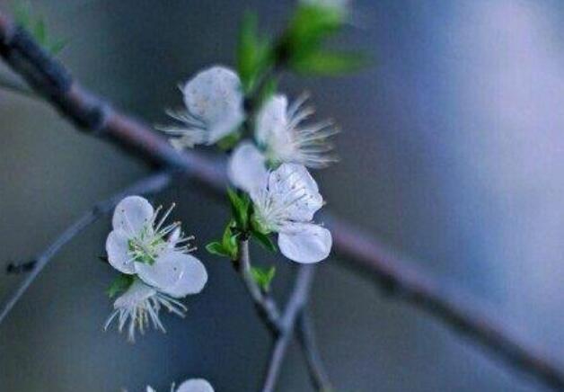 古风文案留言金句