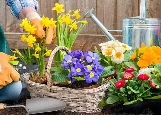 女人养花的心情语录文案