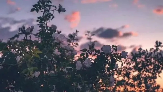 精致女人爱自己语录文案