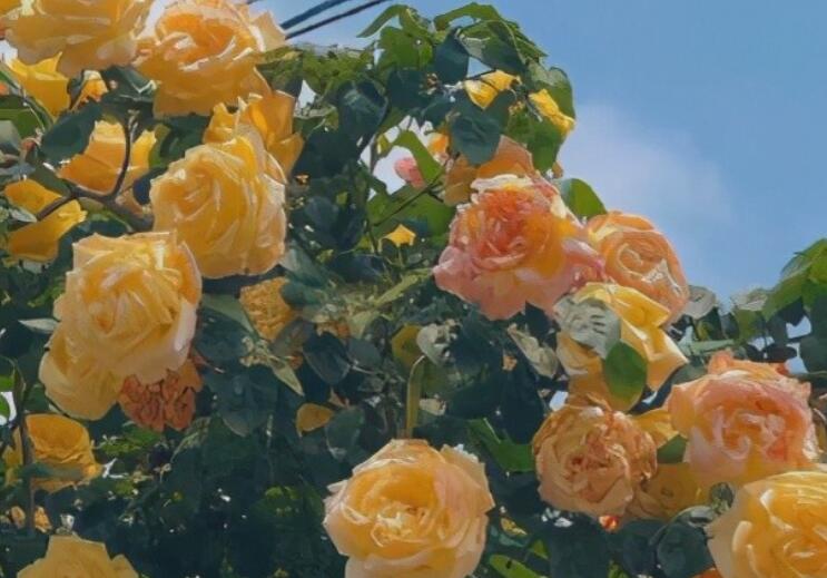 夸男人格局大的句子文案