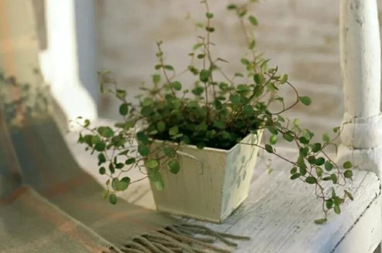 夸人搞笑的句子文案