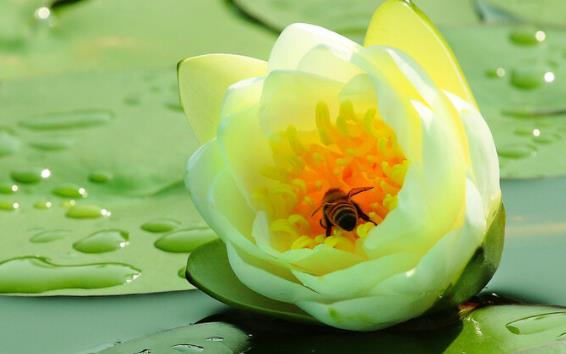 夏日清凉唯美语句文案