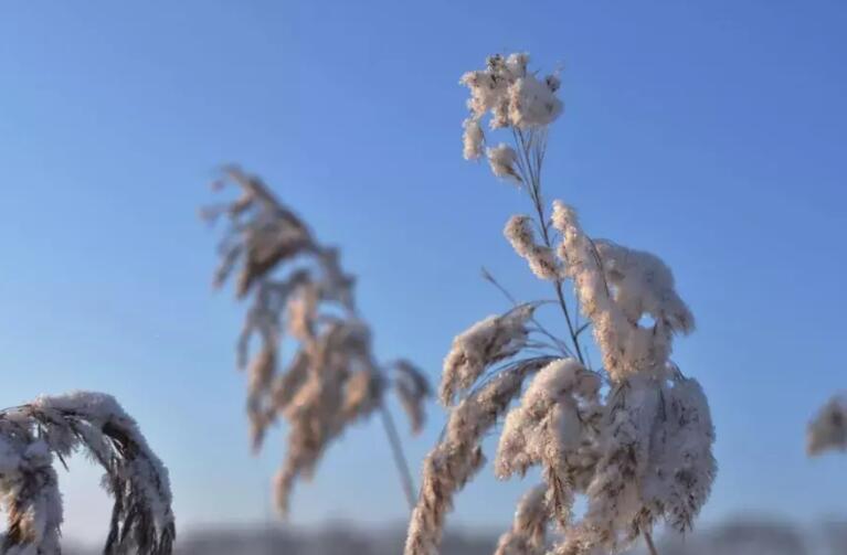 形容霜的诗句文案