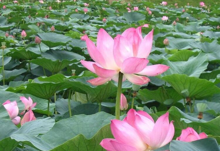 美丽造句一年级