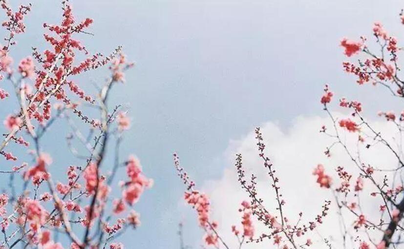 对一份感情执着的句子文案