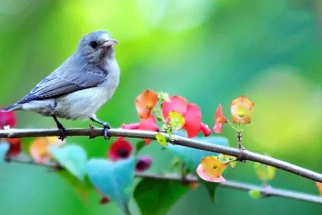 形容鸟叫声的优美词语