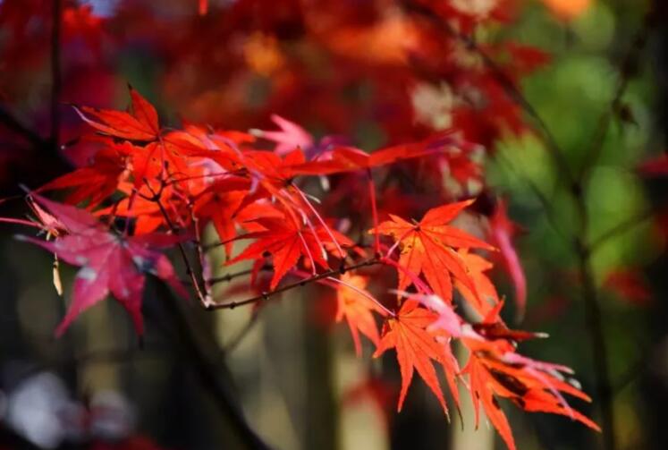 赞美秋分的诗词