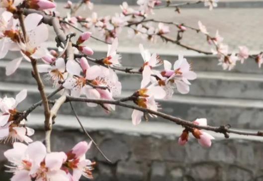 描写花的好句子文案大全