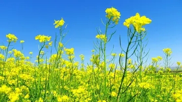 油菜花的搞笑文案