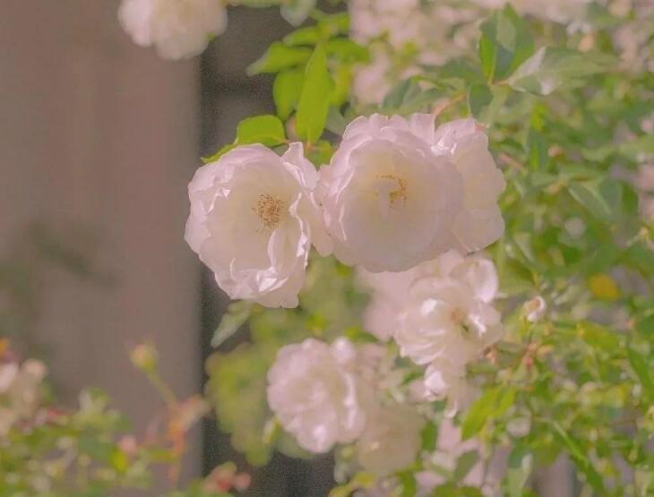 问候早安的友谊简短句子文案