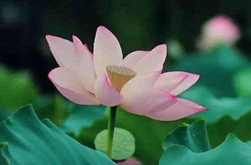 清净唯美的句子文案