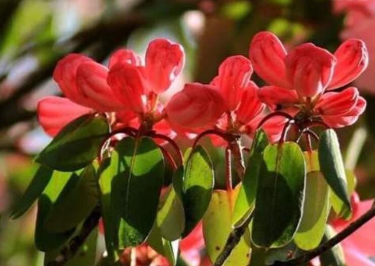 含有五月的古诗