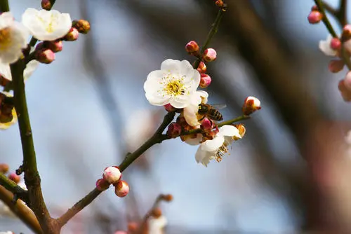 祝大家小年快乐句子文案和图片