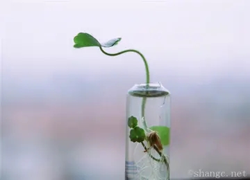 鼓励勇于尝试的名言