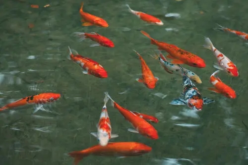 英文祝福语简短